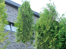 dezenter Sichtschutz